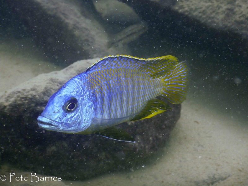 Otopharynx sp. 'heterodon nankumba' Mitande Reef
